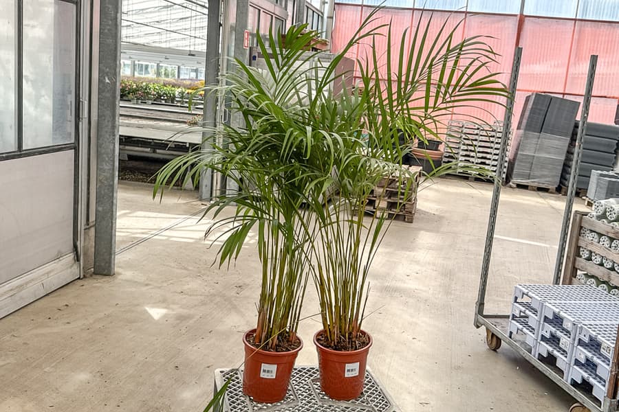 2 Palmen Dypsis Lutescens Areca